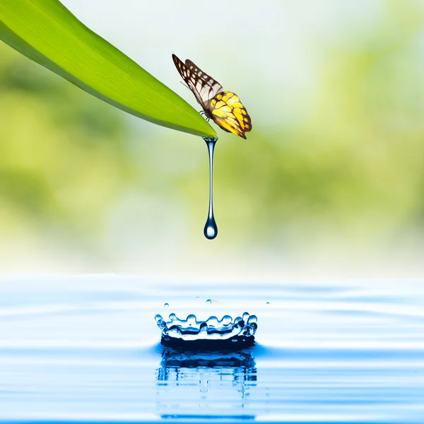 Schmetterling auf Blatt — Stockfoto