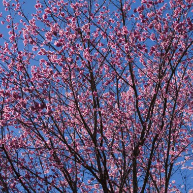 neşeli blossome sakura