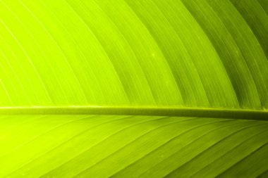 yaprak dokusu kadar yakın