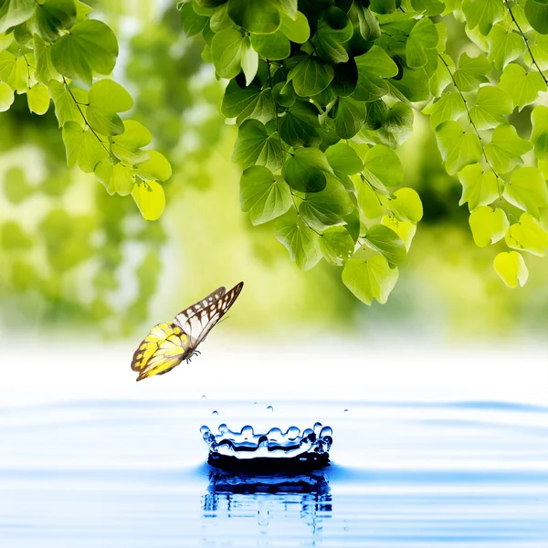 Schmetterling mit grünem Blatt und Wassertropfen — Stockfoto