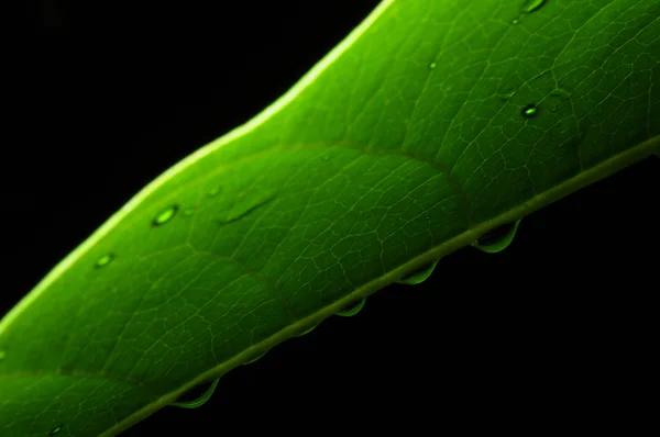 Folha verde — Fotografia de Stock