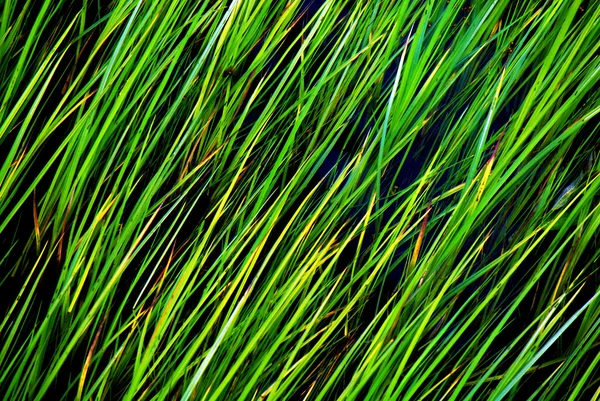 Grass Texture — Stock Photo, Image