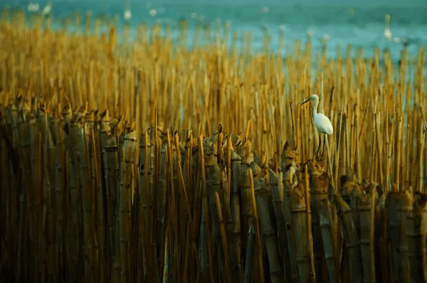 Bird on wood — Stock Photo, Image