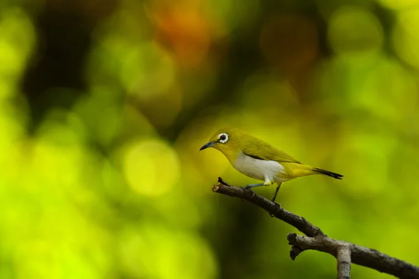 Pájaro sentado en un tallo — Foto de Stock