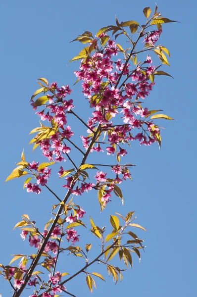 Blossome alegre Sakura — Fotografia de Stock