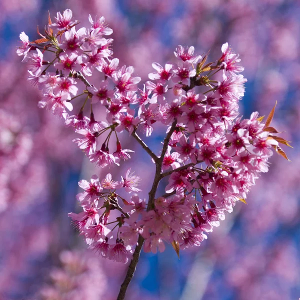 Blossome alegre Sakura — Fotografia de Stock
