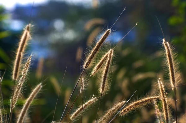 Backlit of plant — Stock Photo, Image