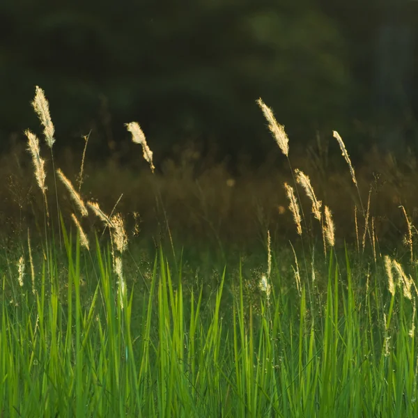 Backlit of plant — Stock Photo, Image