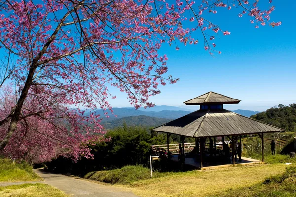 Весёлая цветущая Сакура — стоковое фото
