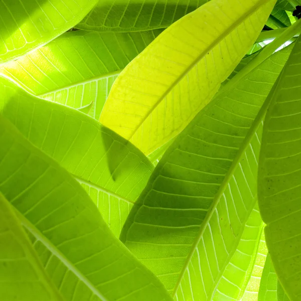 Leaf närbild konsistens — Stockfoto