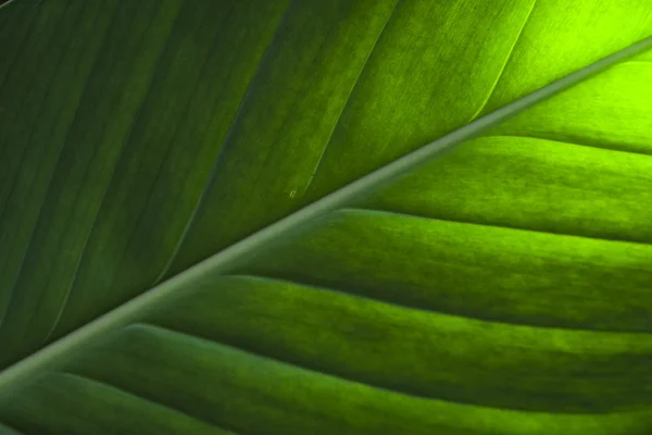 Textura de hoja de plátano — Foto de Stock