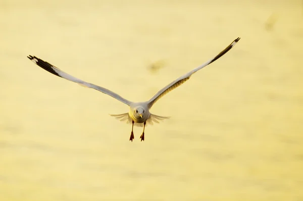 Gabbiano che vola nel cielo — Foto Stock