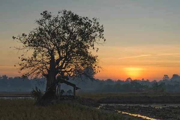 Pohon Sunset — Stok Foto