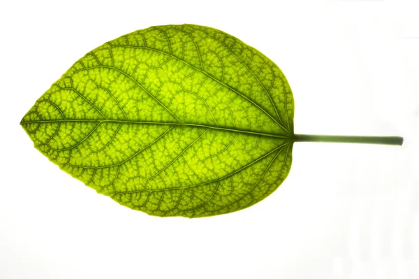 Beautiful leaf — Stock Photo, Image