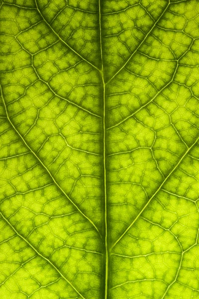 Folha Close Up textura — Fotografia de Stock