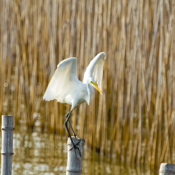 White Stork bird on the bamboo — Stock Photo, Image