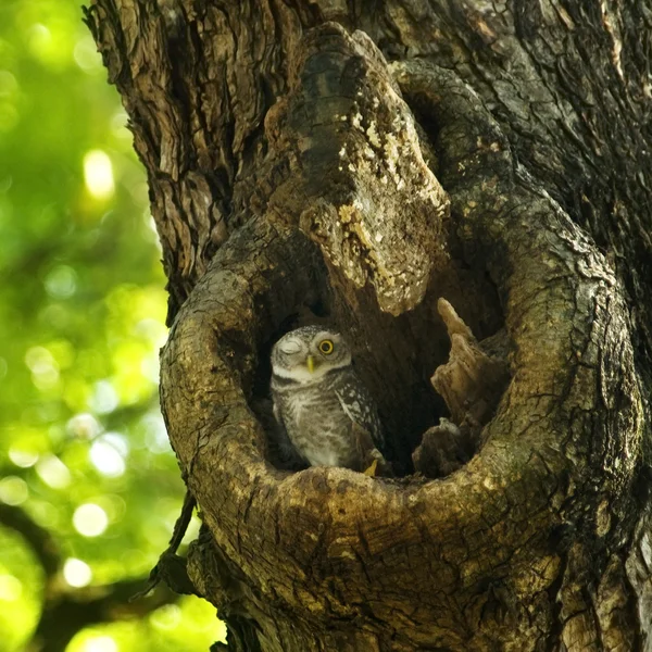 Ninhos de coruja dentro de uma árvore — Fotografia de Stock