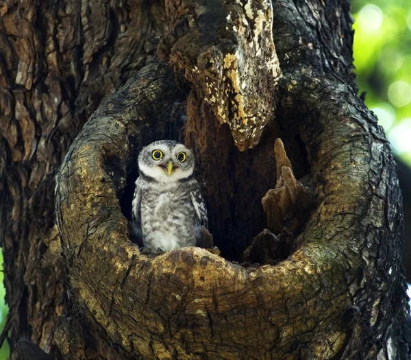 Sowa gniazda wewnątrz drzewa — Zdjęcie stockowe