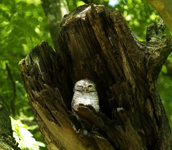 ツリー内のフクロウの巣 — ストック写真