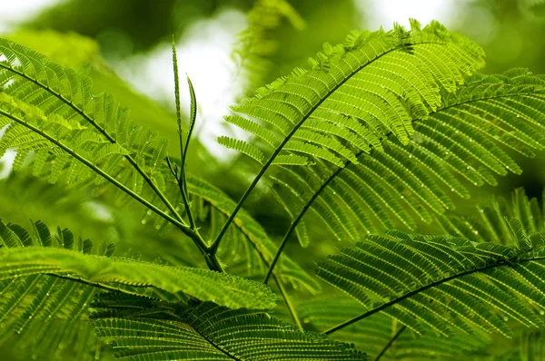 Fern leaves Stock Photo