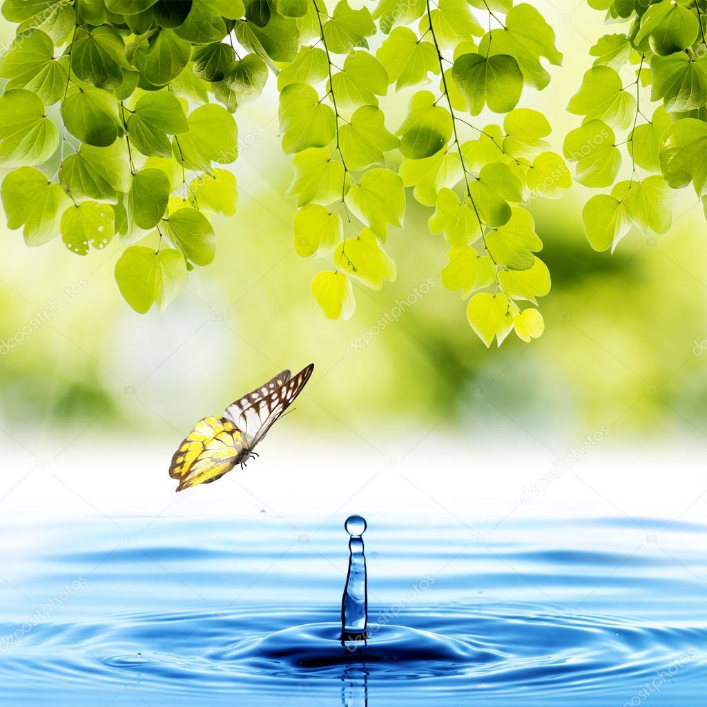 Butterfly with green leaf and water drop