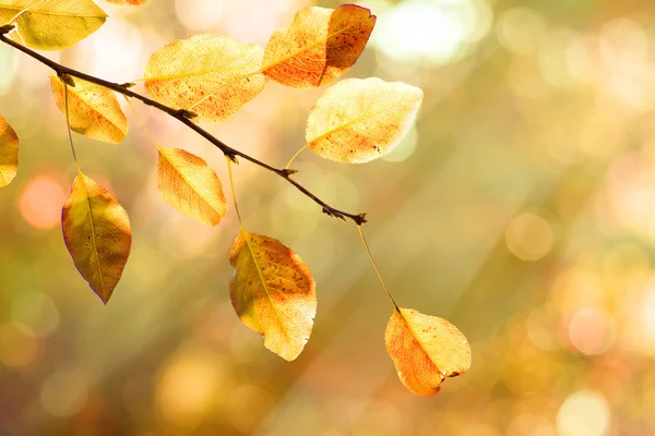 Осіннє листя — Zdjęcie stockowe