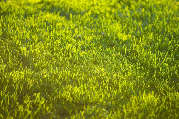 Grass Texture — Stock Photo, Image