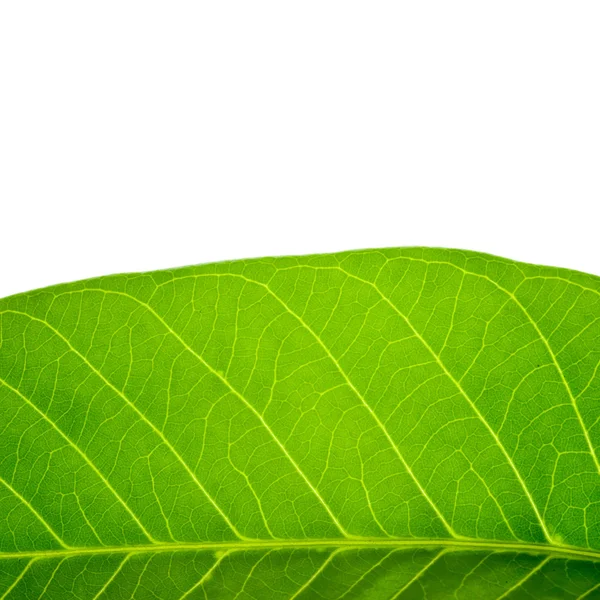 Banana leaf — Stock Photo, Image