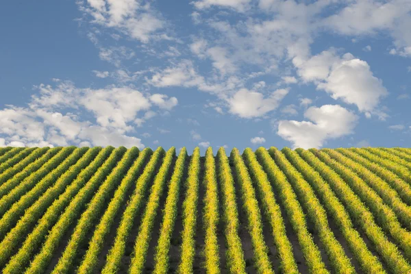 Mooie rijen van druiven winery — Stockfoto