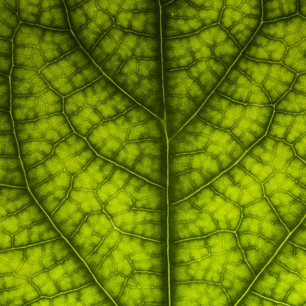 Hoja de plátano —  Fotos de Stock