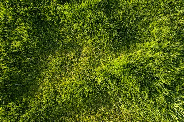 Textura de hierba —  Fotos de Stock