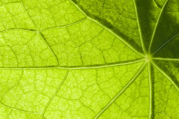 Hoja de plátano — Foto de Stock