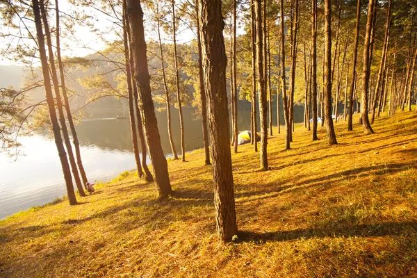 Árbol cerca del lago de agua — Foto de Stock