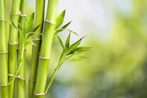 Bambu — Fotografia de Stock