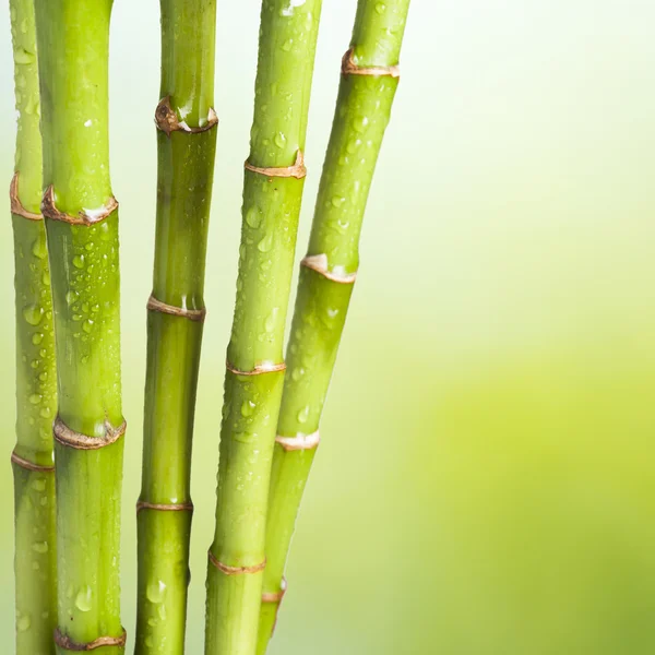 Bambu — Stok Foto