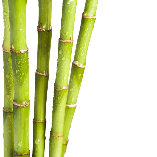 Bambu — Fotografia de Stock