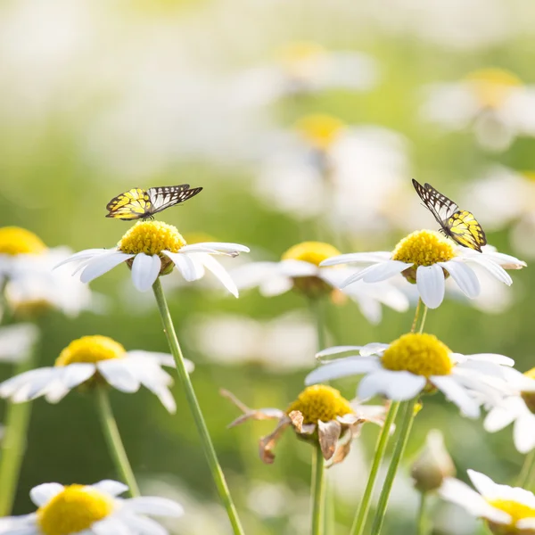 Gänseblümchen Blumen mit Schmetterling — Stockfoto