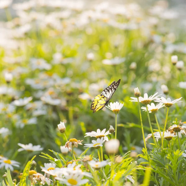 Kwiaty daisy z motyl — Zdjęcie stockowe