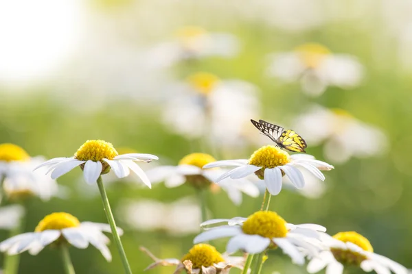 Daisy Blomster med sommerfugl – stockfoto