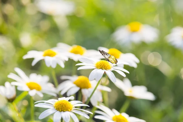 Gänseblümchen Blumen mit Schmetterling — Stockfoto