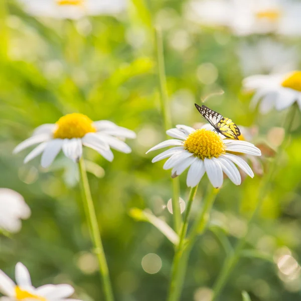 Daisy Blomster med sommerfugl – stockfoto