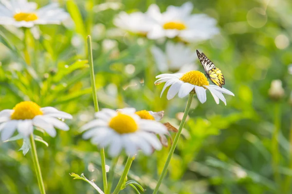 Gänseblümchen Blumen mit Schmetterling — Stockfoto
