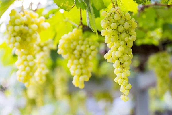 Druiven met groene bladeren — Stockfoto