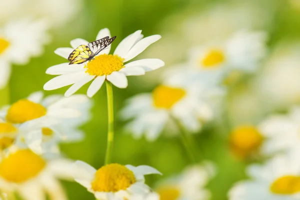 나비와 데이지 꽃 — 스톡 사진