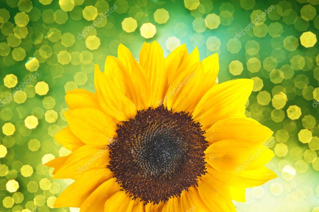 86+ Wallpaper Hd Bunga Matahari Pictures - MyWeb