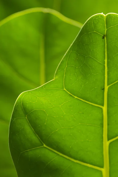 Frunză verde — Fotografie, imagine de stoc
