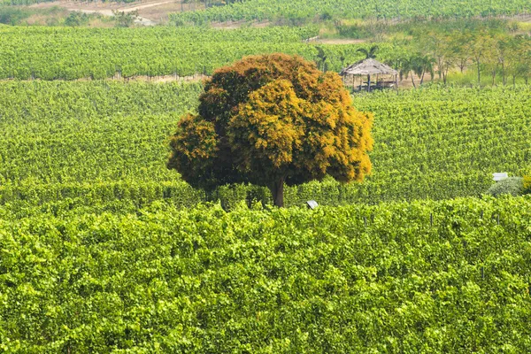 Tree among grapes — Stock Photo, Image