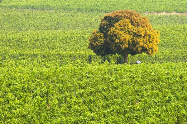 Boom onder druiven — Stockfoto