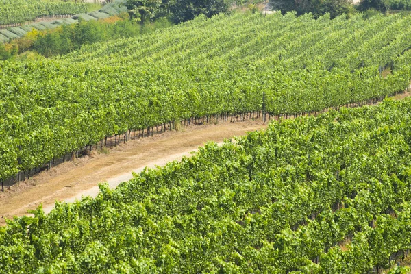 Cultivated grapes — Stock Photo, Image