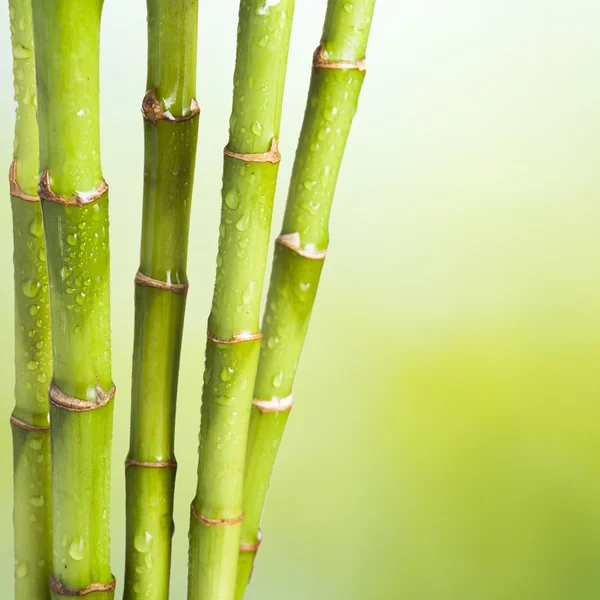 Bamboo Background — Stock Photo, Image